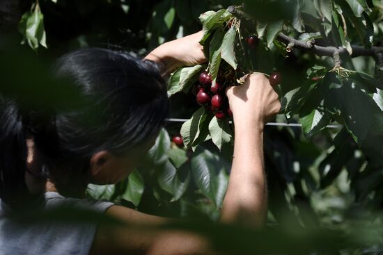 Russia Agriculture Sweet Cherry Harvest
