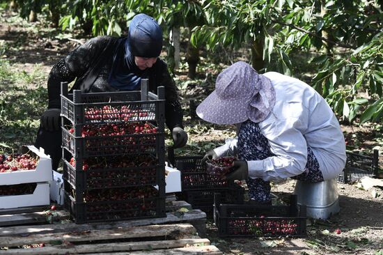 Russia Agriculture Sweet Cherry Harvest