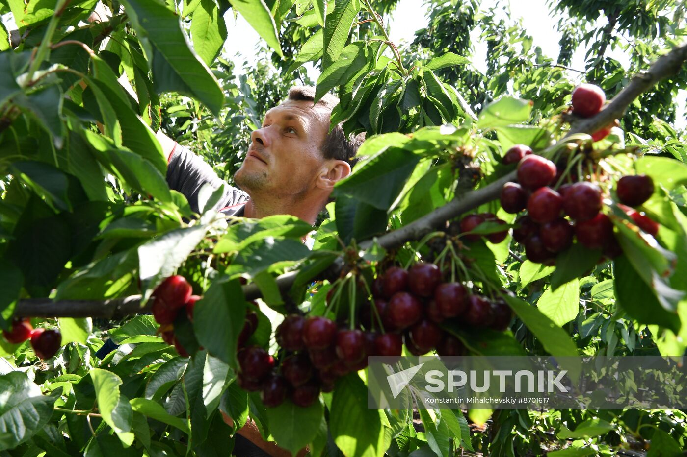 Russia Agriculture Sweet Cherry Harvest