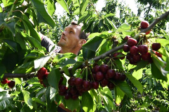 Russia Agriculture Sweet Cherry Harvest