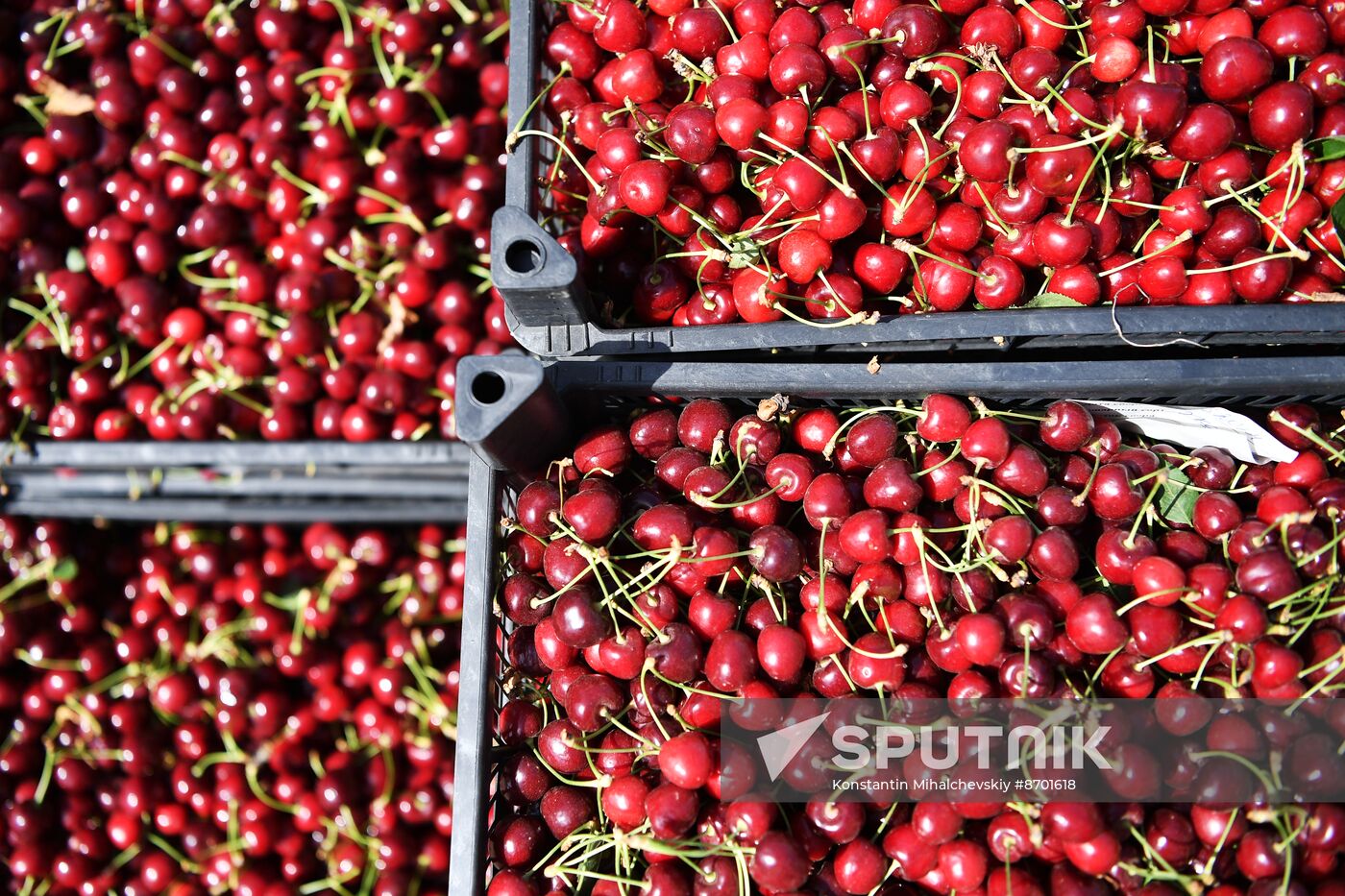 Russia Agriculture Sweet Cherry Harvest