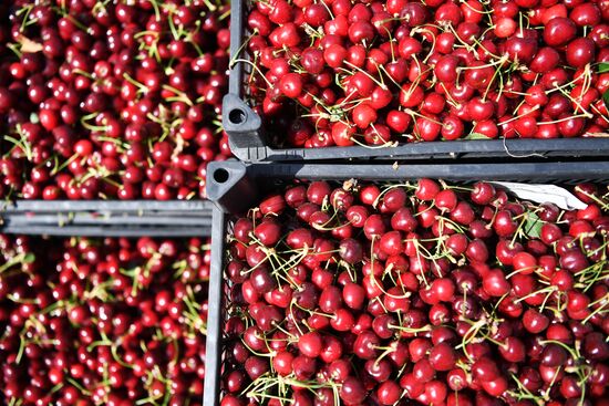 Russia Agriculture Sweet Cherry Harvest