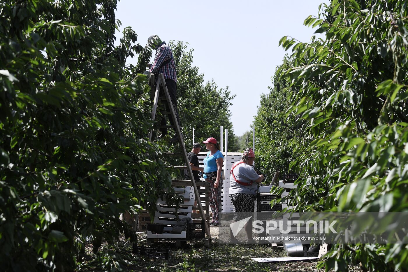 Russia Agriculture Sweet Cherry Harvest