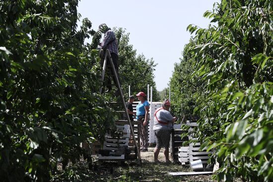 Russia Agriculture Sweet Cherry Harvest