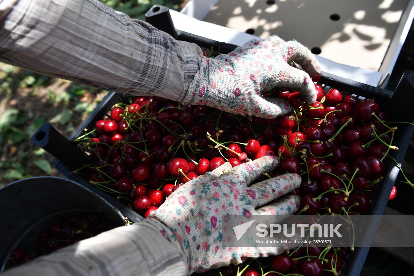 Russia Agriculture Sweet Cherry Harvest