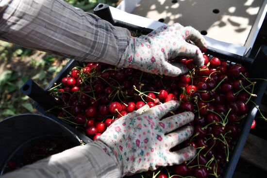 Russia Agriculture Sweet Cherry Harvest