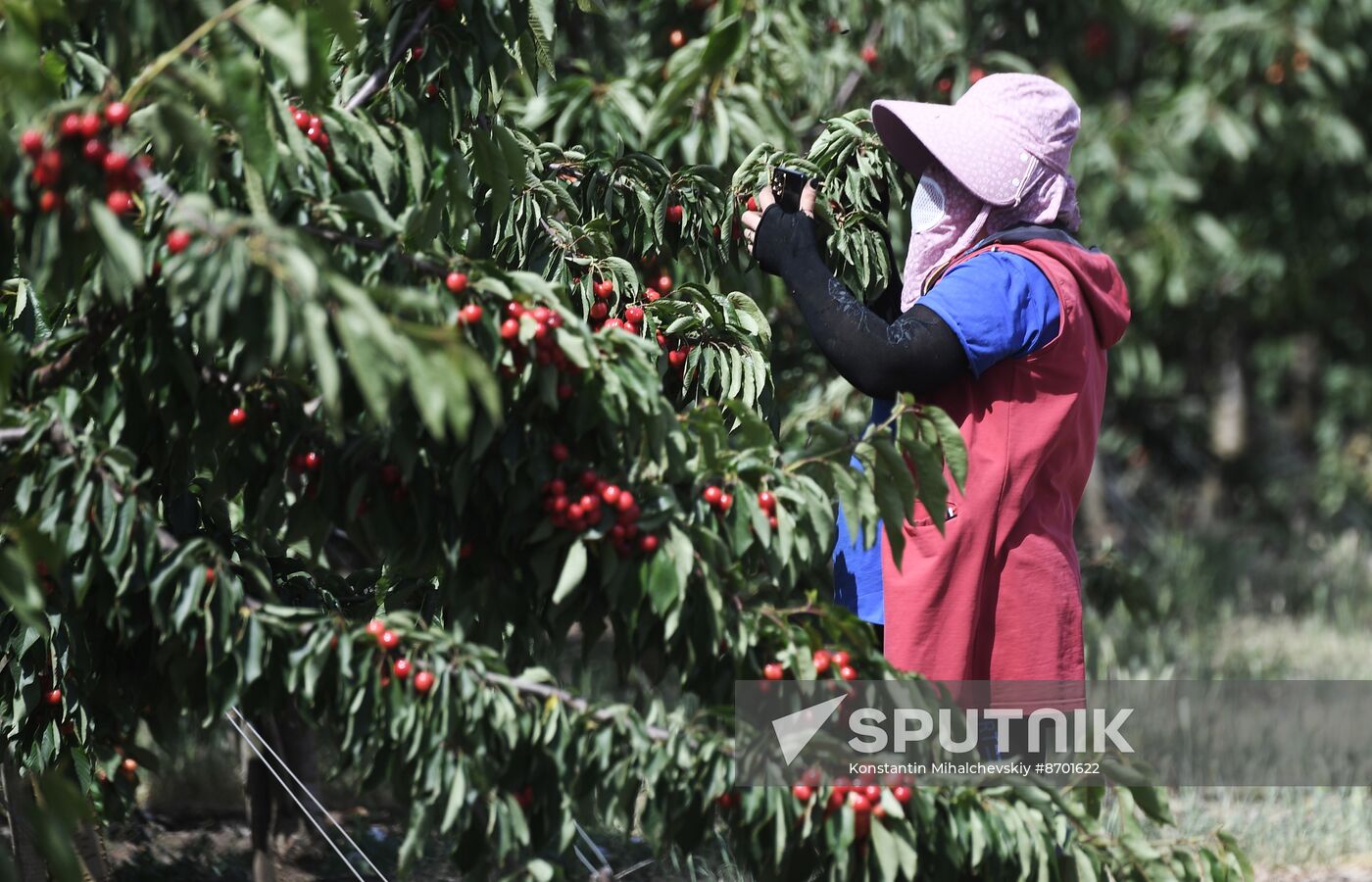Russia Agriculture Sweet Cherry Harvest