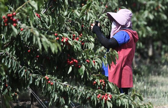 Russia Agriculture Sweet Cherry Harvest