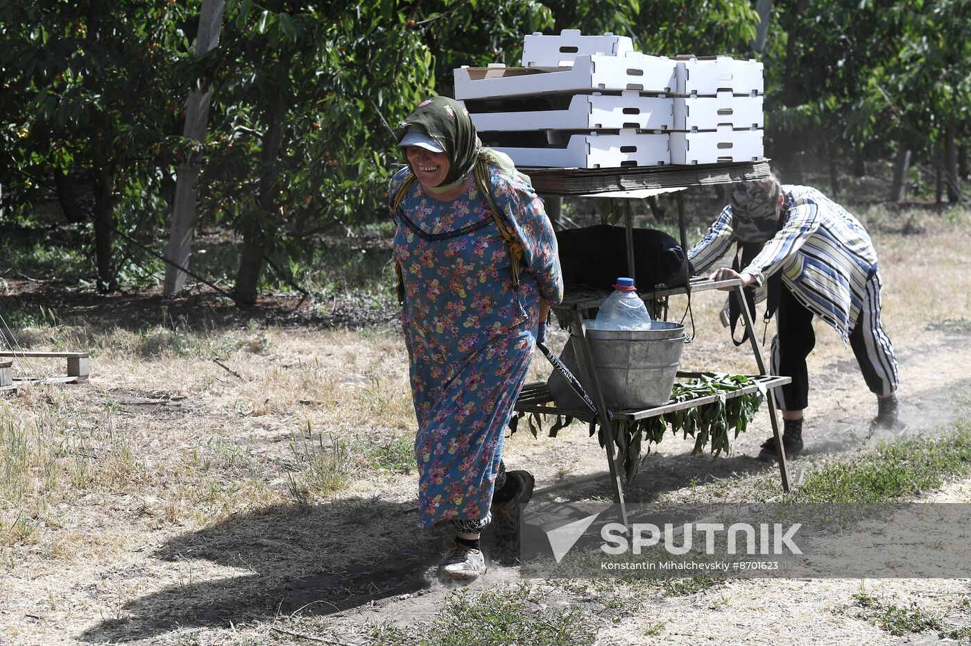 Russia Agriculture Sweet Cherry Harvest