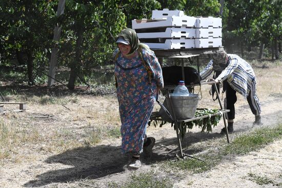 Russia Agriculture Sweet Cherry Harvest