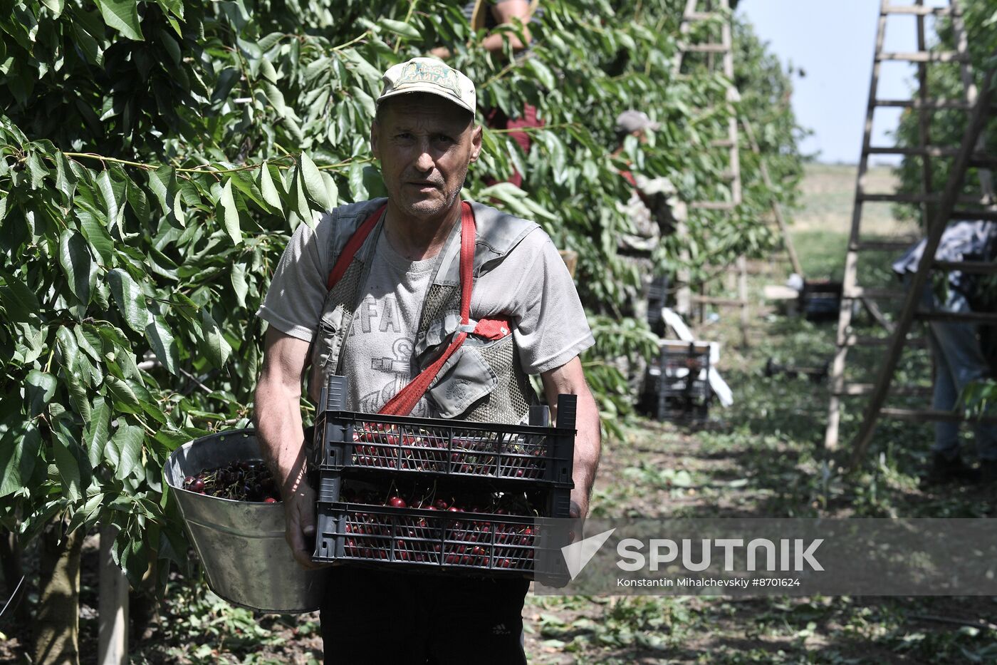 Russia Agriculture Sweet Cherry Harvest