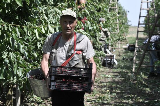 Russia Agriculture Sweet Cherry Harvest