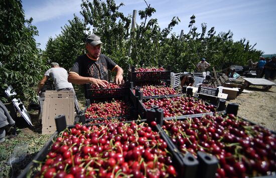 Russia Agriculture Sweet Cherry Harvest