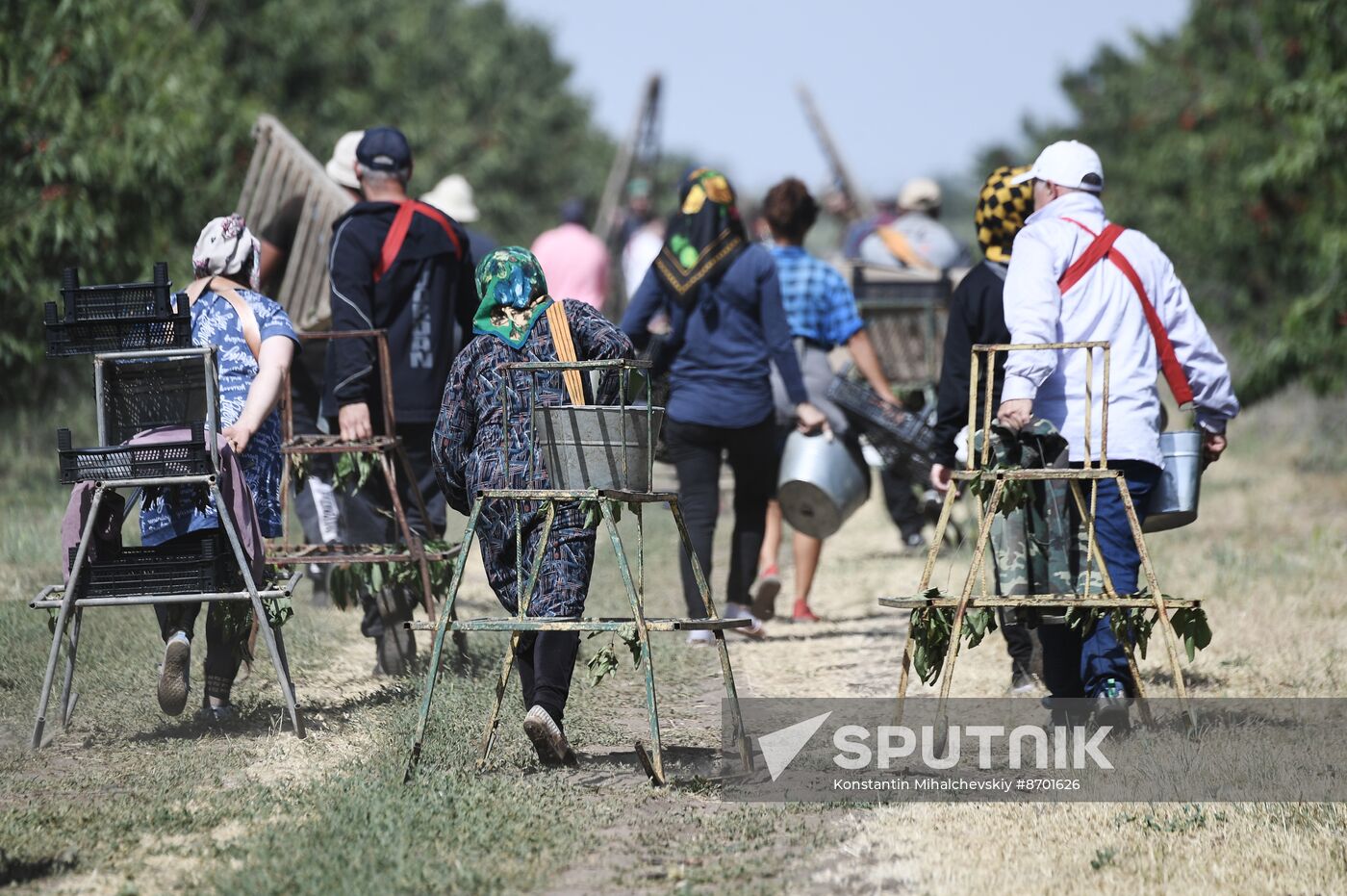 Russia Agriculture Sweet Cherry Harvest