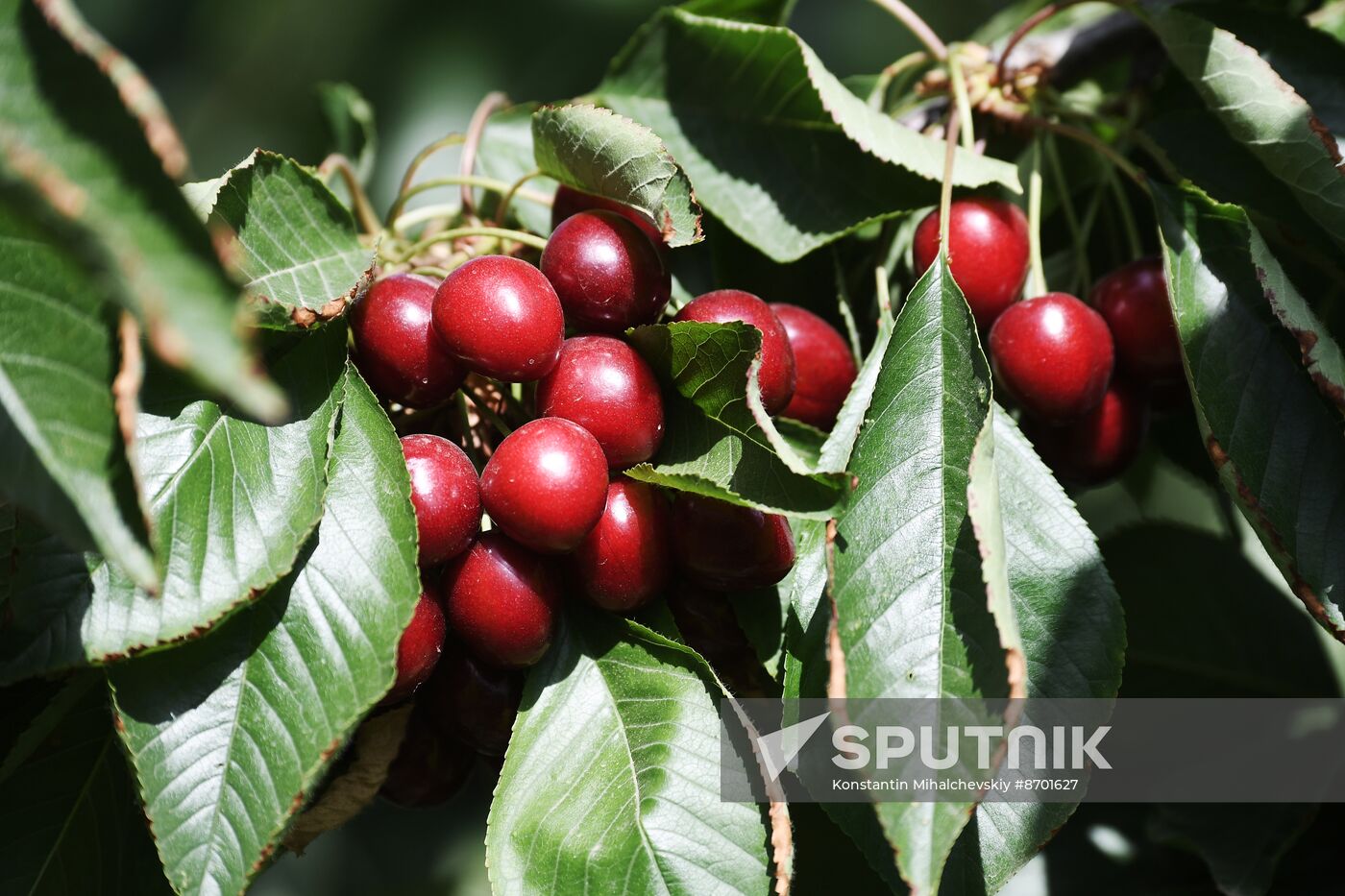 Russia Agriculture Sweet Cherry Harvest
