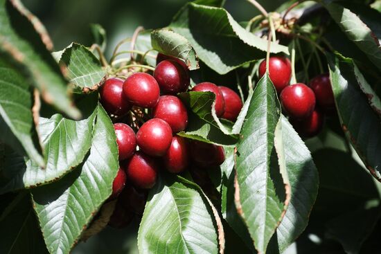 Russia Agriculture Sweet Cherry Harvest
