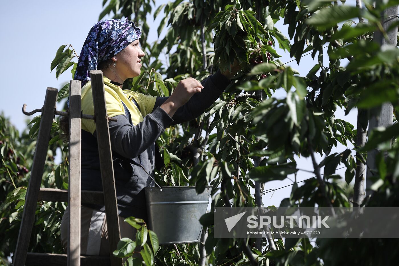 Russia Agriculture Sweet Cherry Harvest