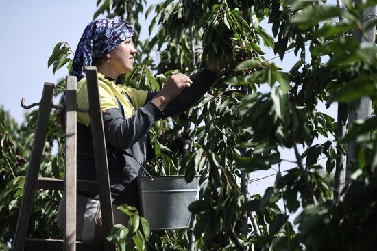 Russia Agriculture Sweet Cherry Harvest