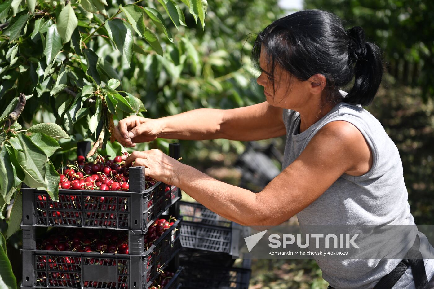 Russia Agriculture Sweet Cherry Harvest