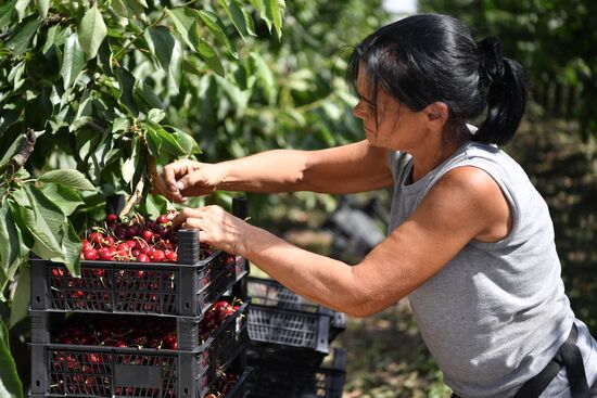 Russia Agriculture Sweet Cherry Harvest