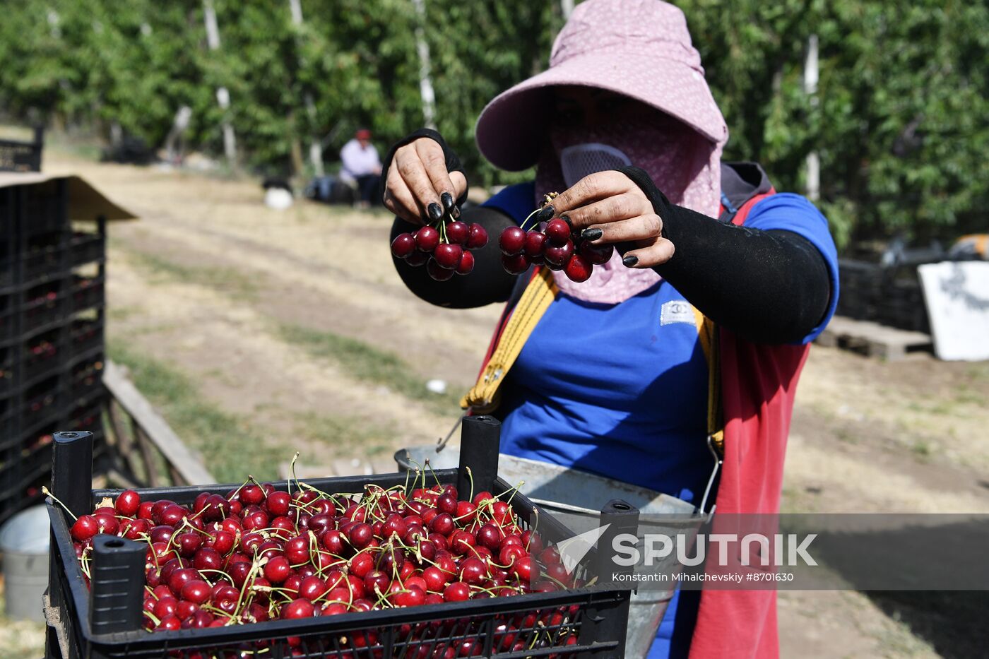 Russia Agriculture Sweet Cherry Harvest