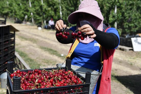 Russia Agriculture Sweet Cherry Harvest