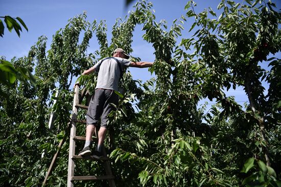 Russia Agriculture Sweet Cherry Harvest