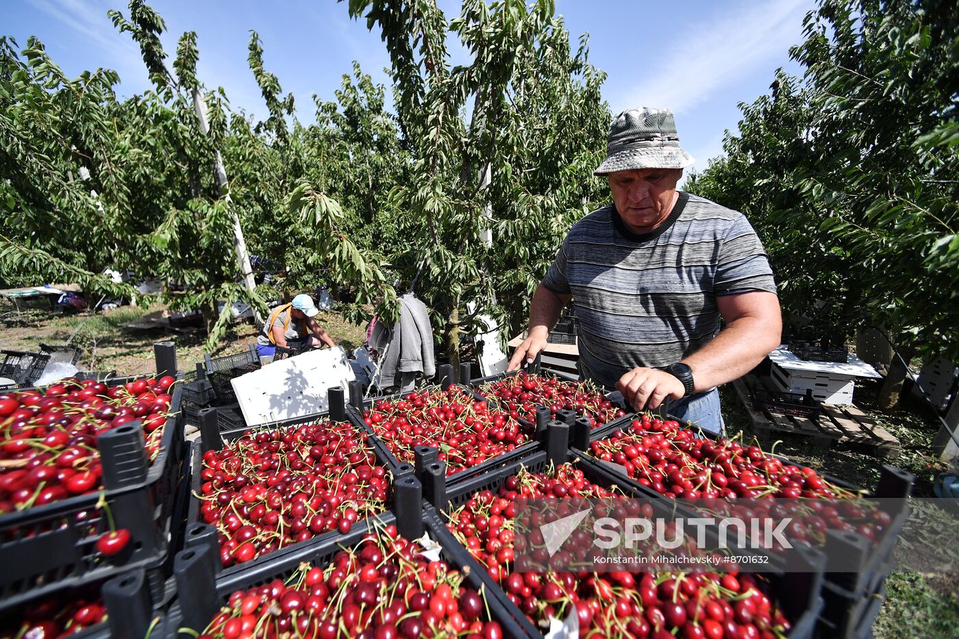 Russia Agriculture Sweet Cherry Harvest
