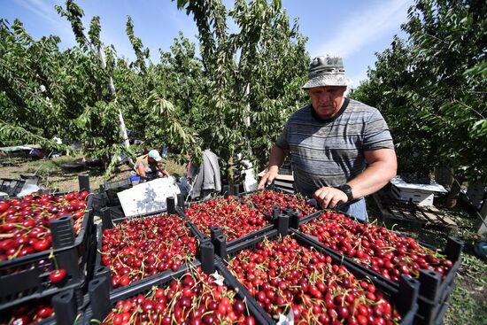 Russia Agriculture Sweet Cherry Harvest