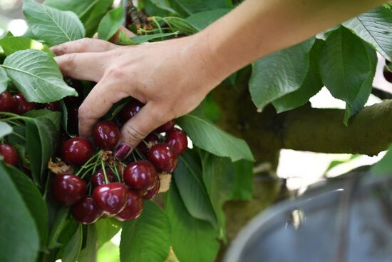 Russia Agriculture Sweet Cherry Harvest