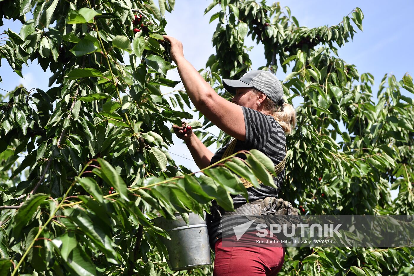 Russia Agriculture Sweet Cherry Harvest