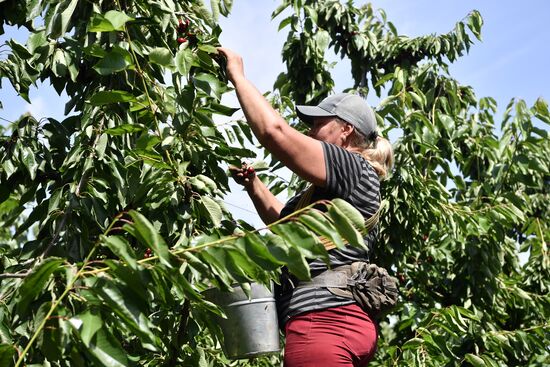 Russia Agriculture Sweet Cherry Harvest