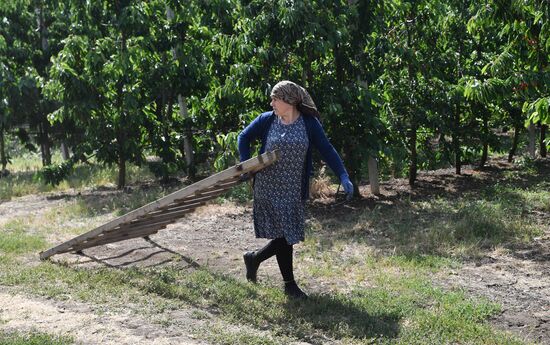 Russia Agriculture Sweet Cherry Harvest