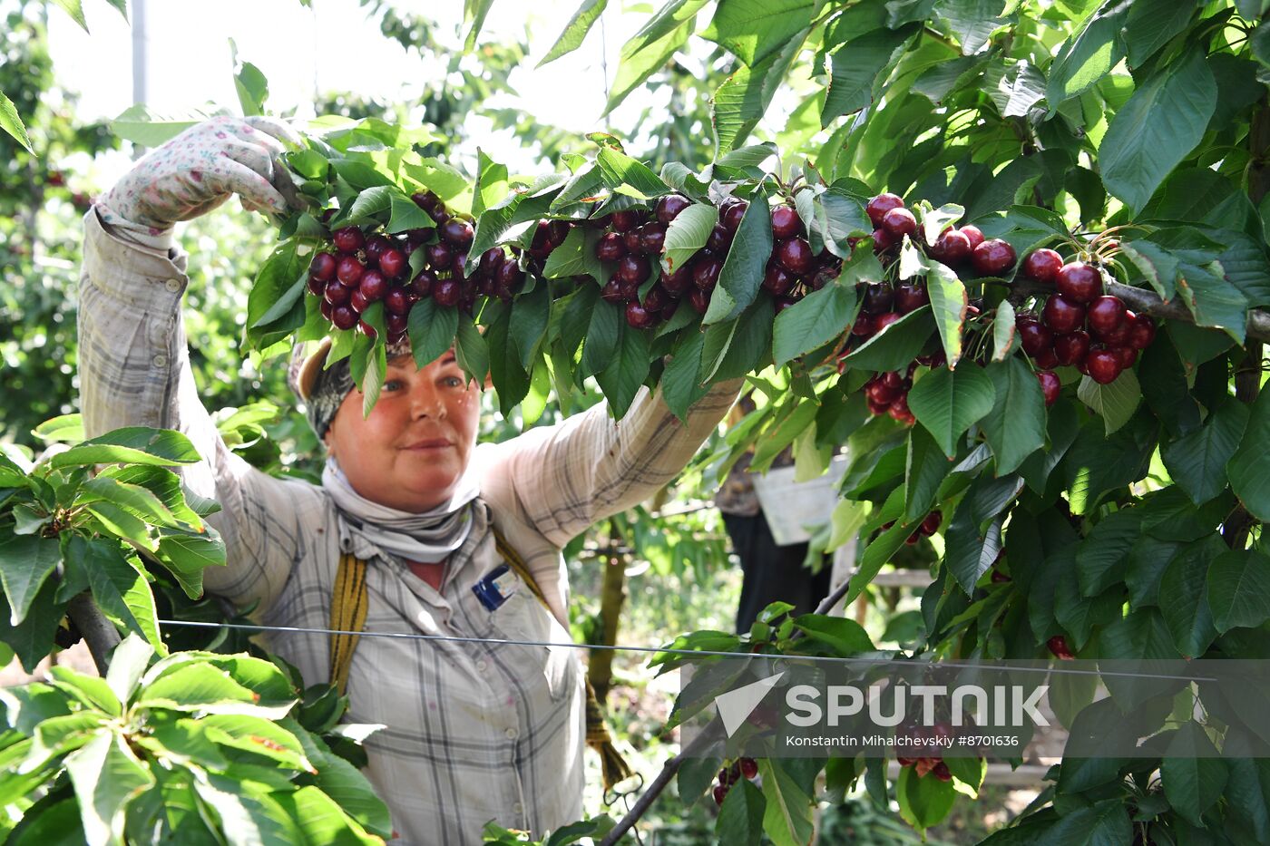 Russia Agriculture Sweet Cherry Harvest