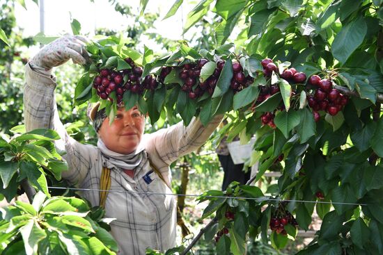 Russia Agriculture Sweet Cherry Harvest