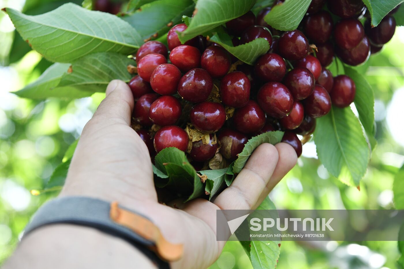 Russia Agriculture Sweet Cherry Harvest