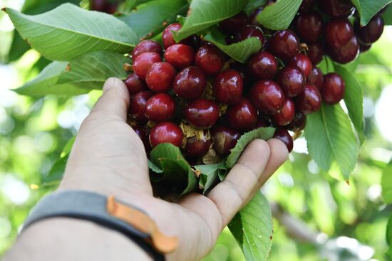 Russia Agriculture Sweet Cherry Harvest