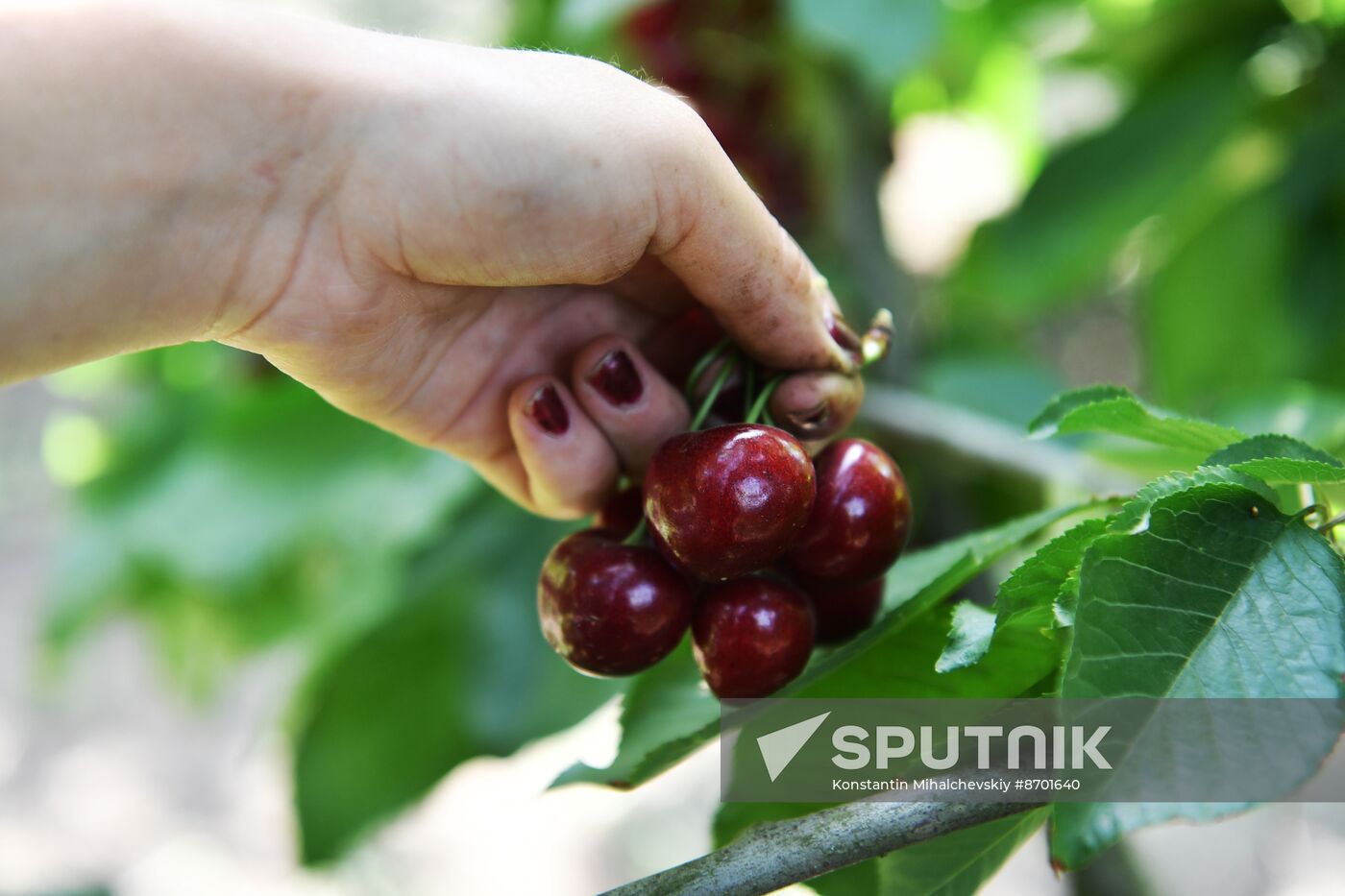 Russia Agriculture Sweet Cherry Harvest