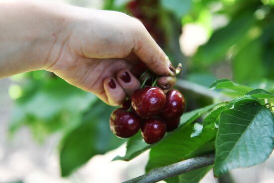 Russia Agriculture Sweet Cherry Harvest