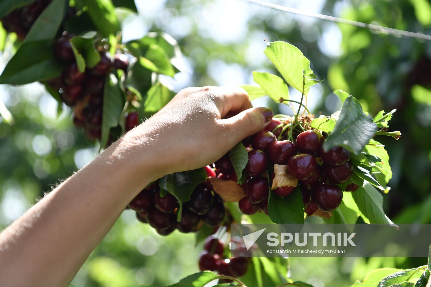 Russia Agriculture Sweet Cherry Harvest