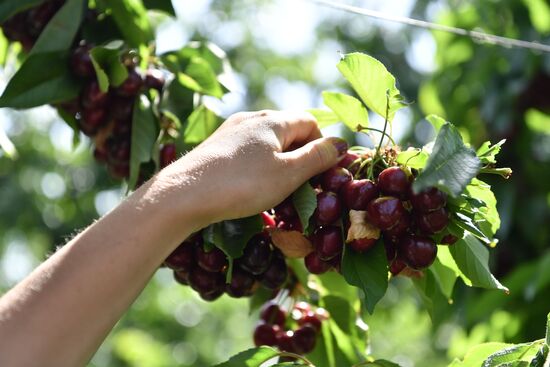 Russia Agriculture Sweet Cherry Harvest