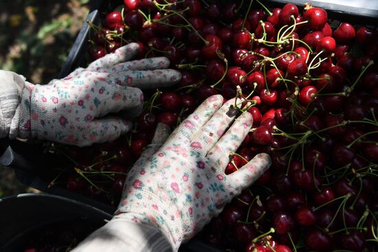 Russia Agriculture Sweet Cherry Harvest
