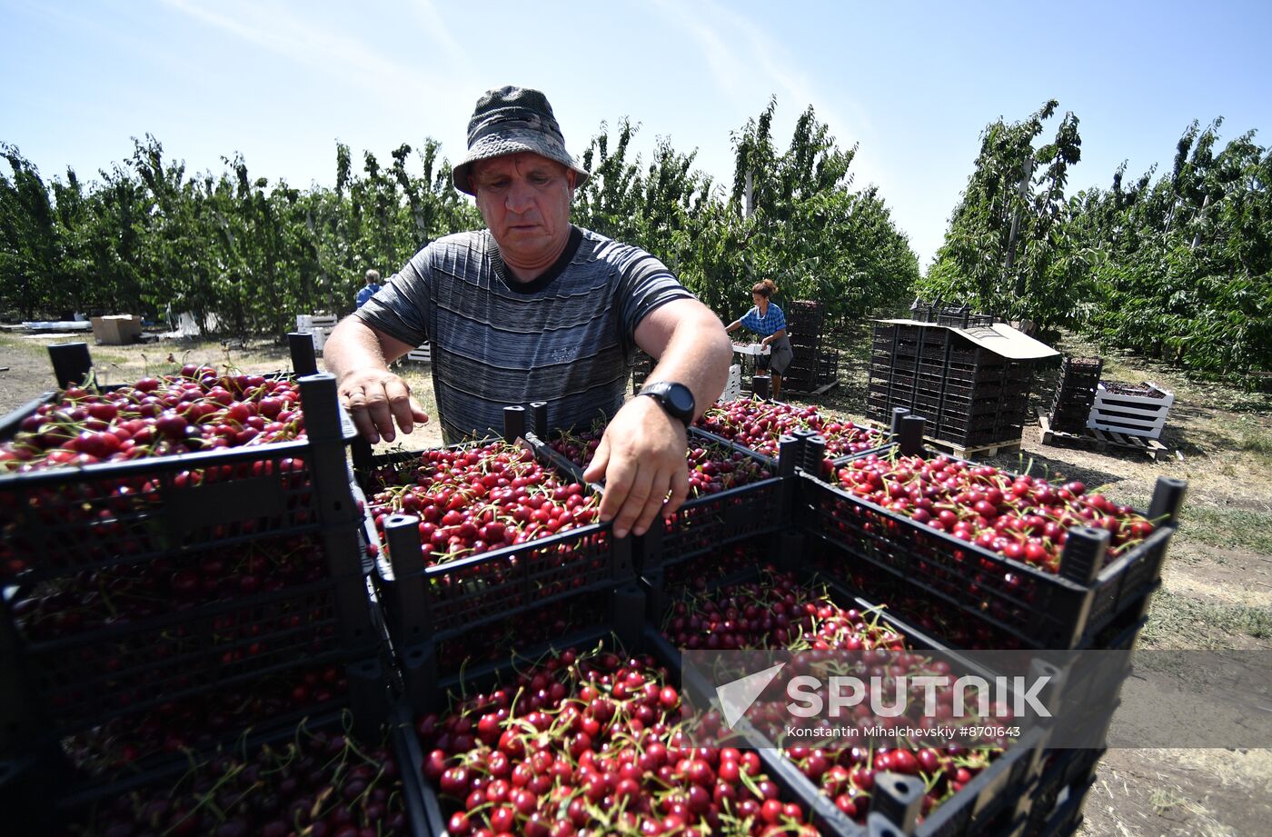 Russia Agriculture Sweet Cherry Harvest
