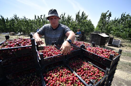 Russia Agriculture Sweet Cherry Harvest