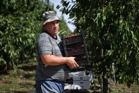 Russia Agriculture Sweet Cherry Harvest