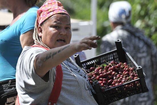 Russia Agriculture Sweet Cherry Harvest