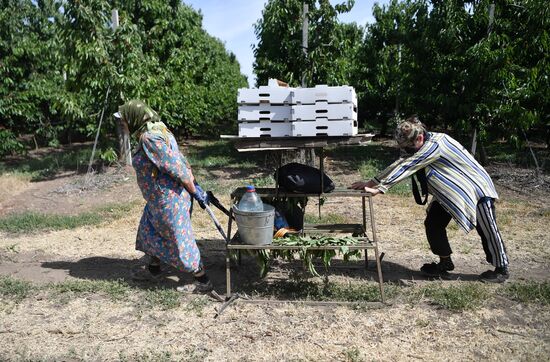 Russia Agriculture Sweet Cherry Harvest