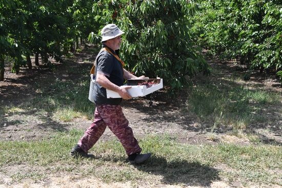 Russia Agriculture Sweet Cherry Harvest