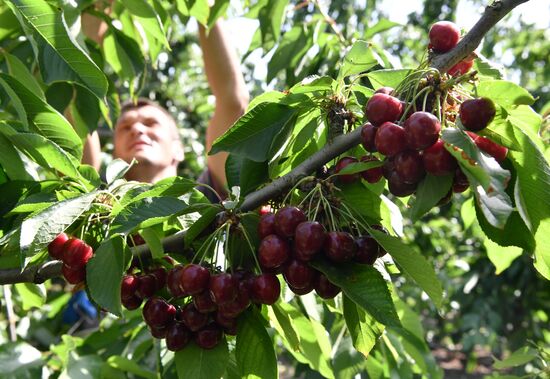 Russia Agriculture Sweet Cherry Harvest