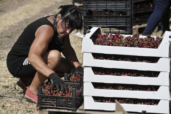 Russia Agriculture Sweet Cherry Harvest